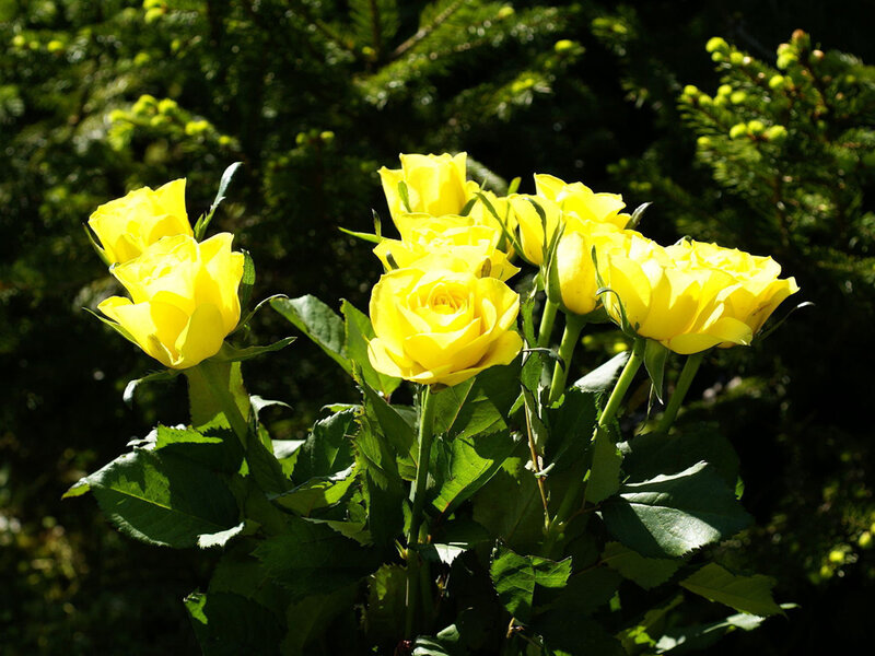 Yellow Roses in Sunlight — Serene