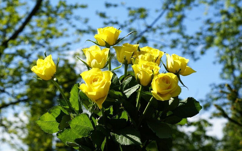 Yellow roses in sunlight