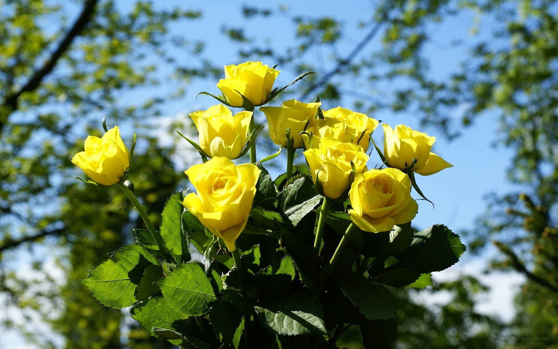 Yellow roses in sunlight