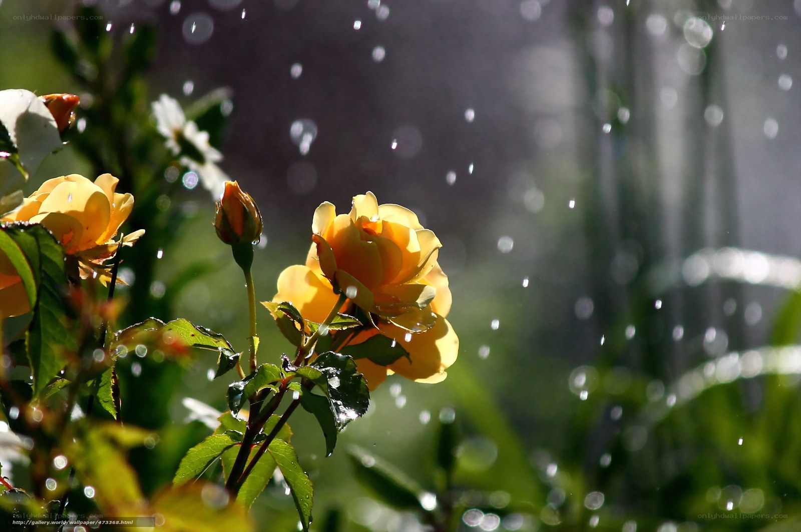 Yellow roses in the rain