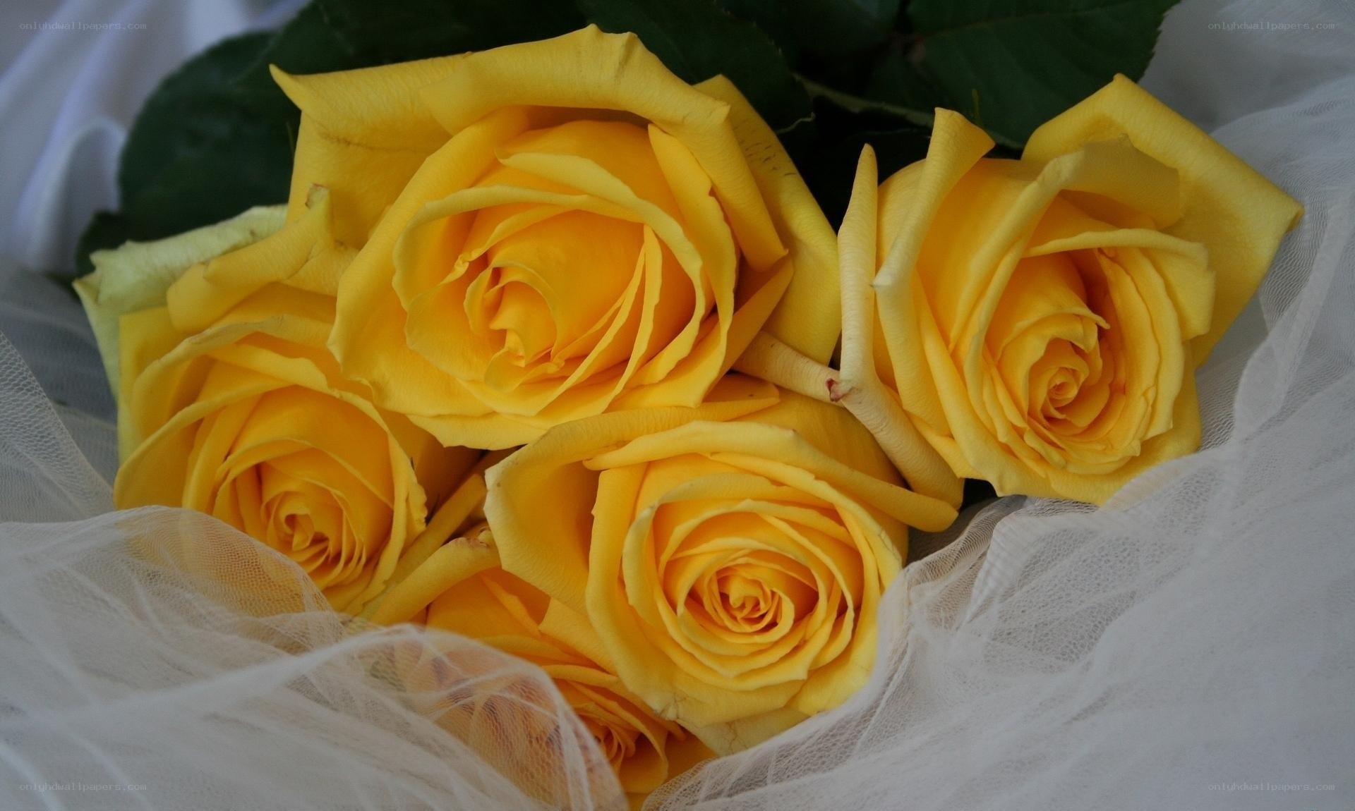 yellow roses in tulle