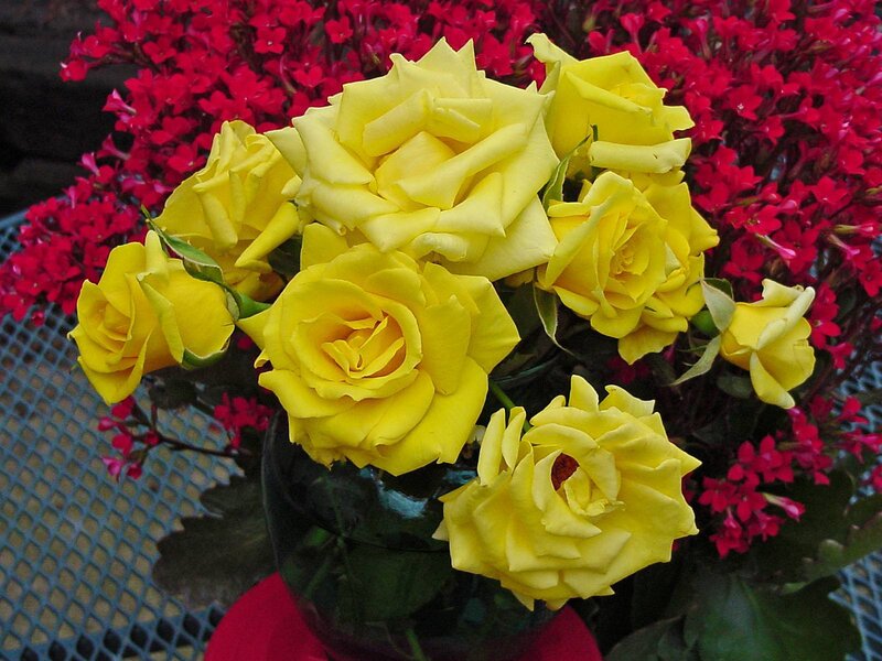 Yellow Roses in Vase — Calm