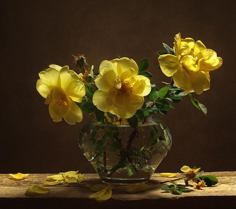 Yellow Roses in Vase — Dramatic, Photograph