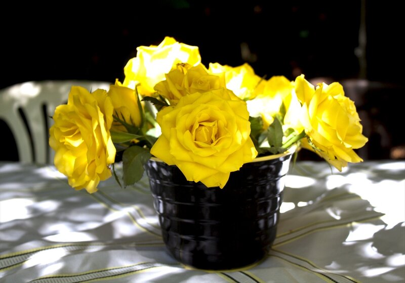 Yellow Roses in Vase — Serene, Afternoon
