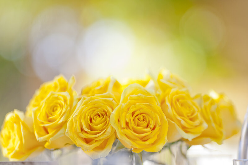 Yellow Roses in Vase — Serene, Morning, Photograph, Sunlight