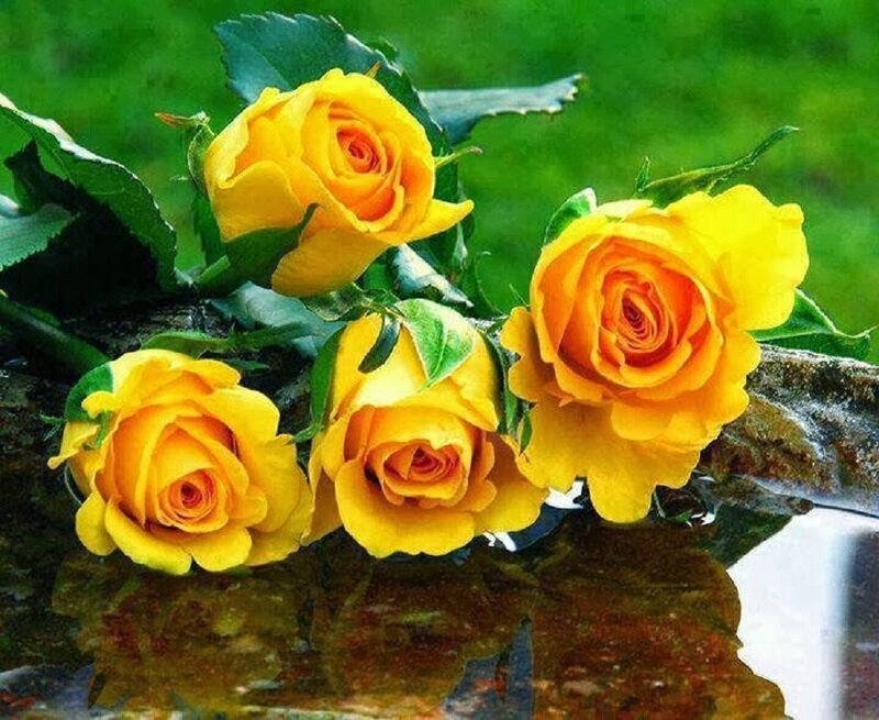 Yellow Roses in Water — Serene
