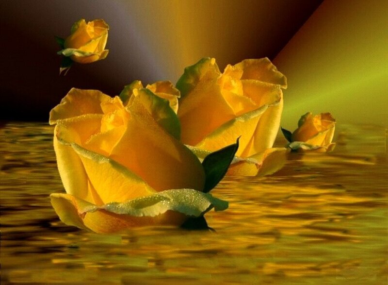 Yellow Roses in Water