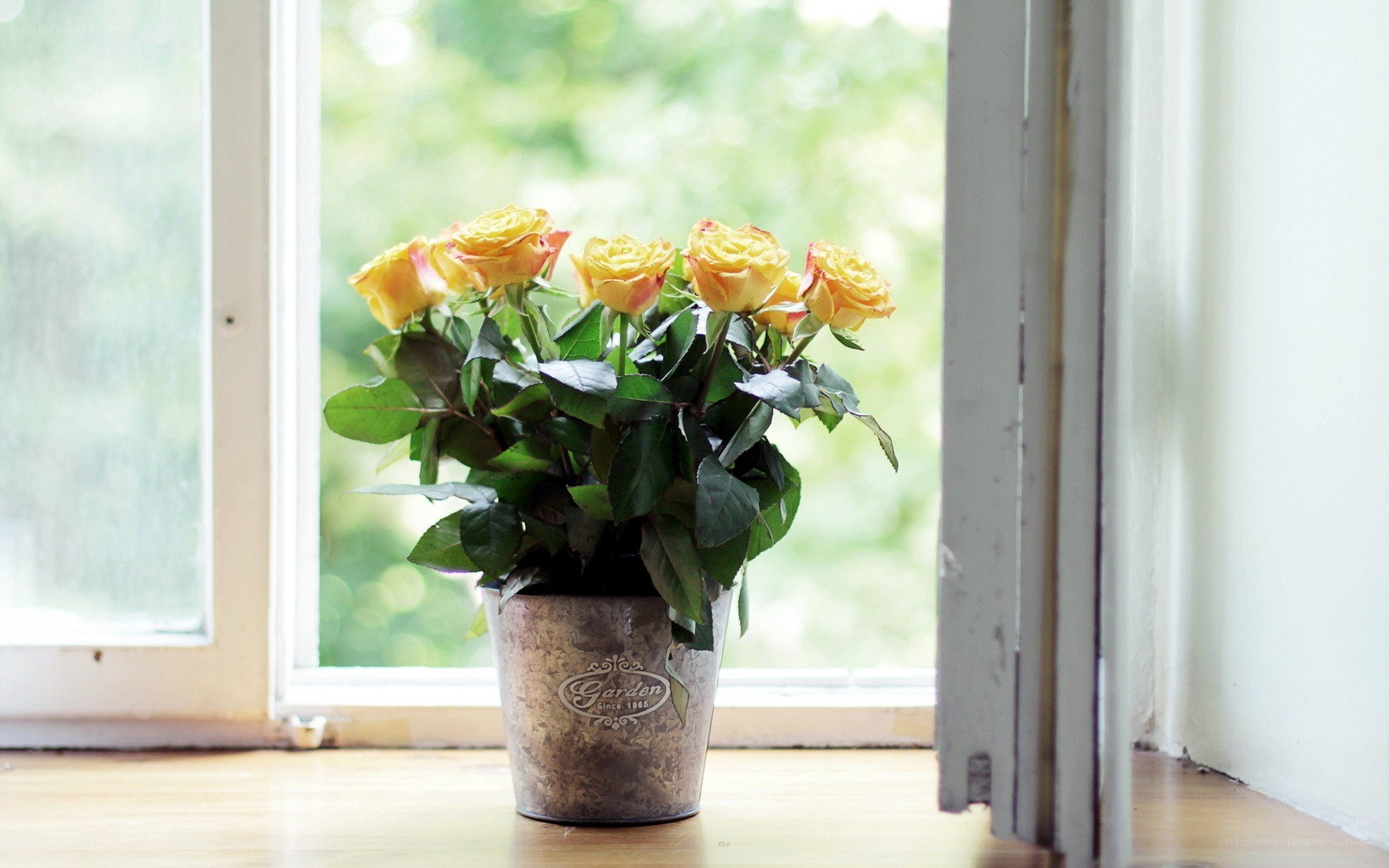 Yellow roses on a windowsill