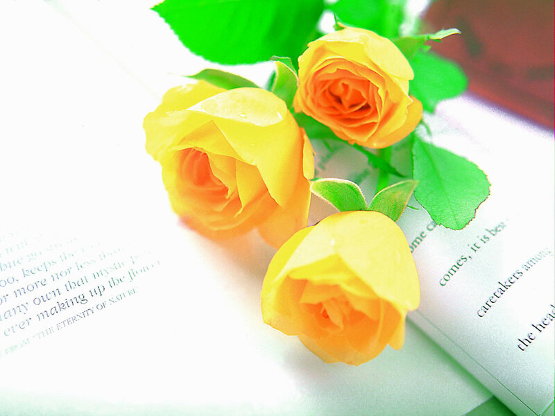 Yellow roses on an open book
