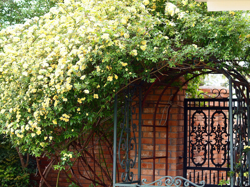 Yellow Roses on Arbor — Serene