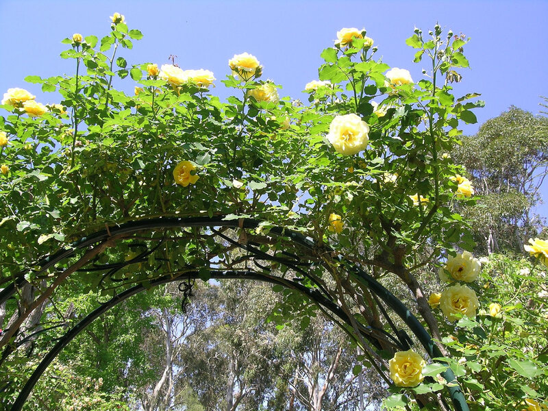 Yellow Roses on Arbor