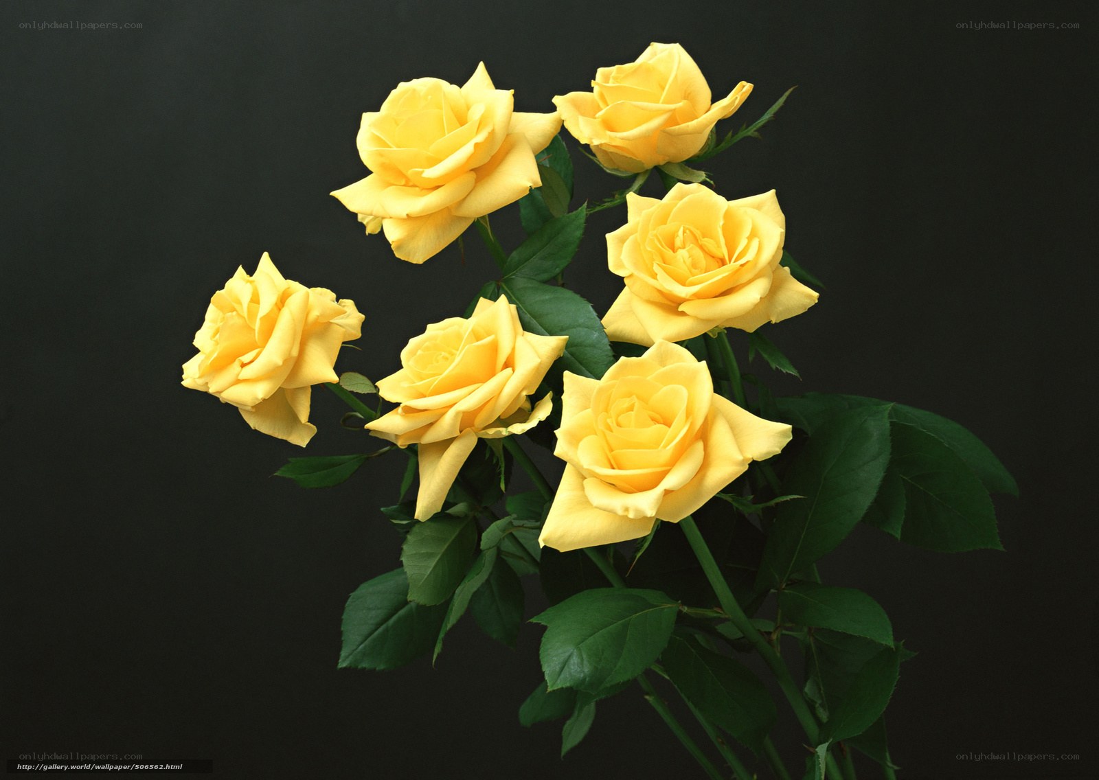 Yellow roses on black background