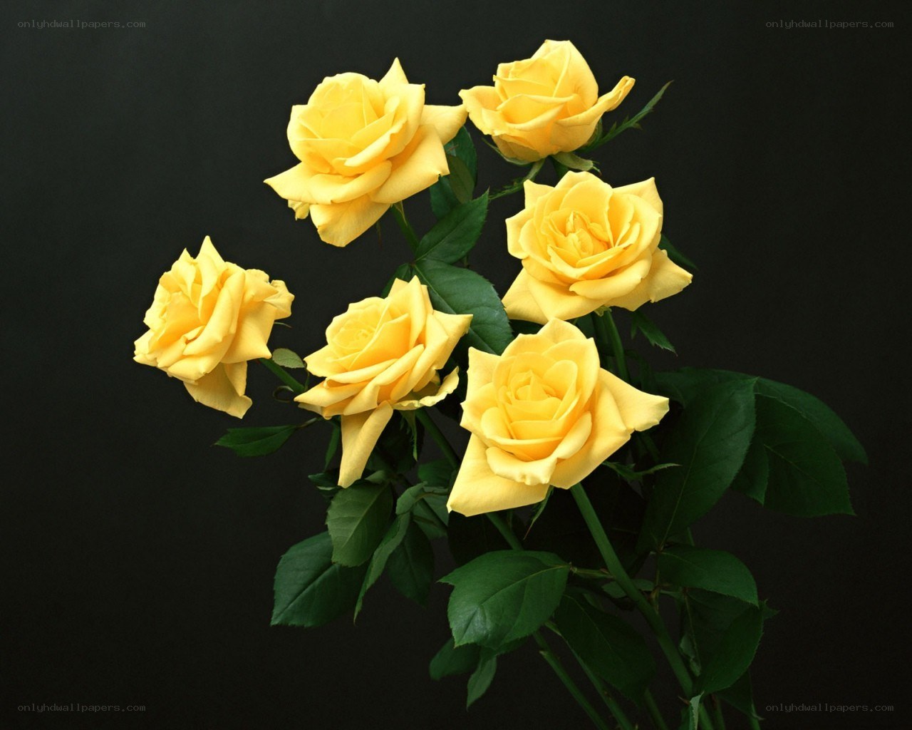 Yellow roses on black background