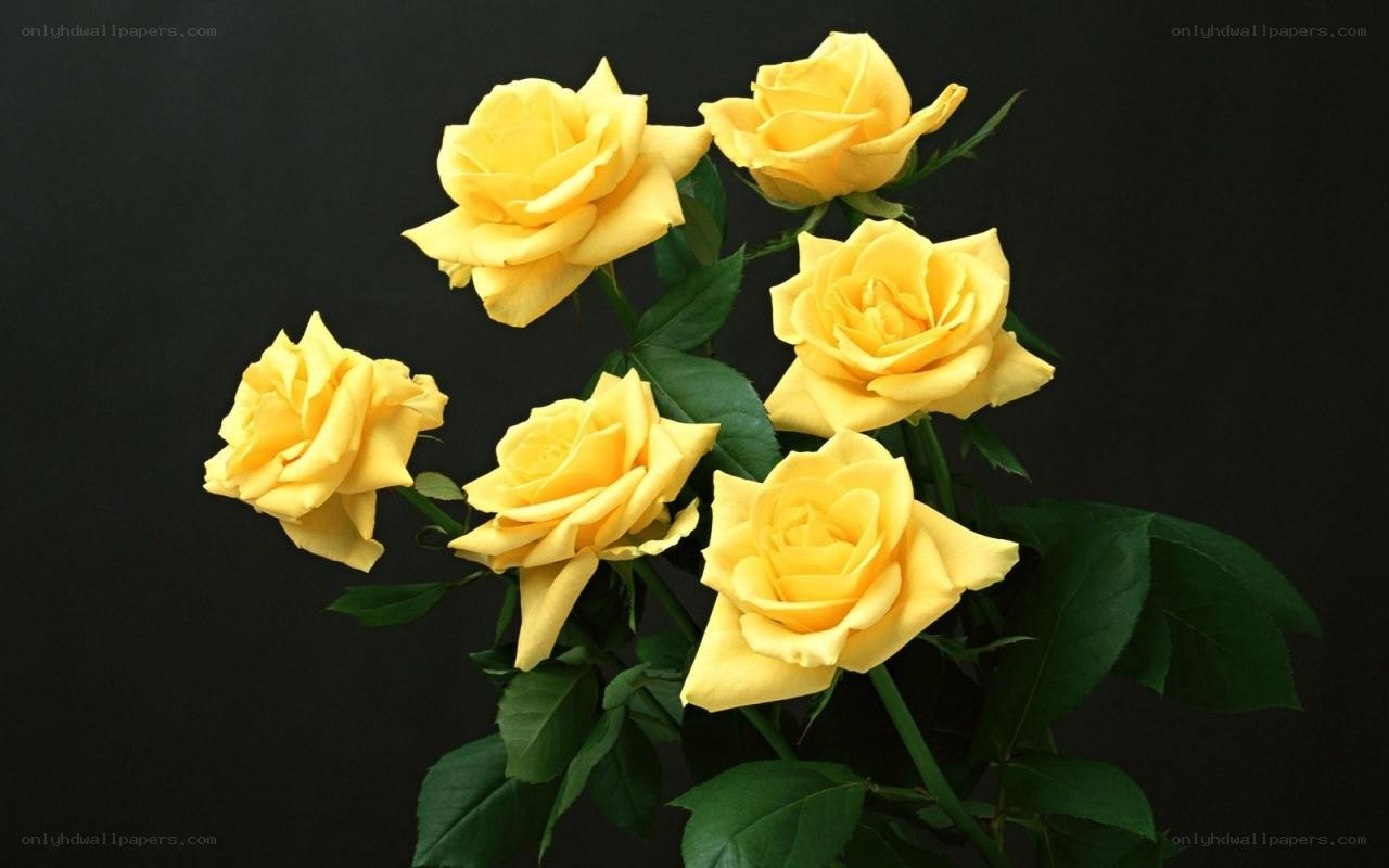 yellow roses on black background