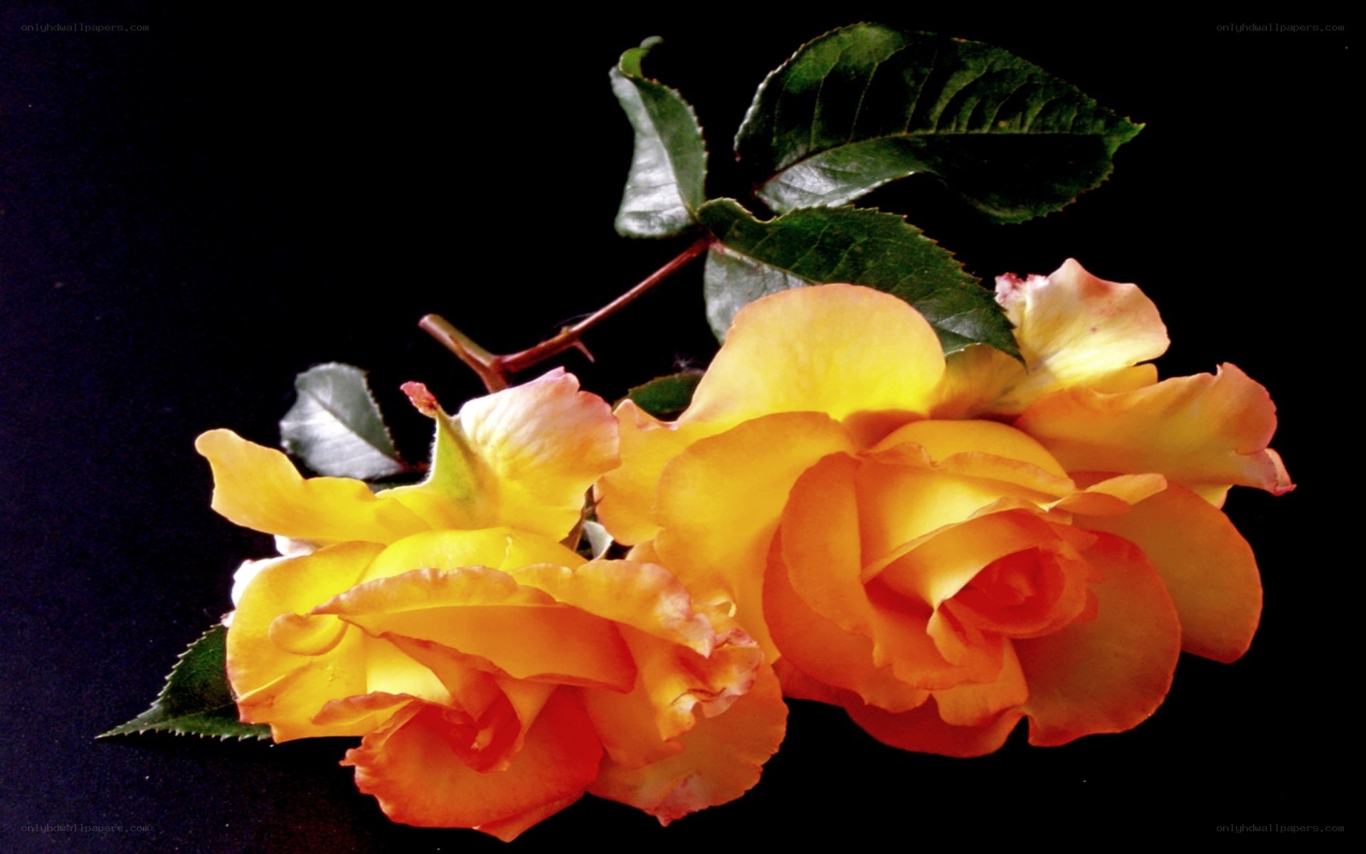 Yellow roses on black background