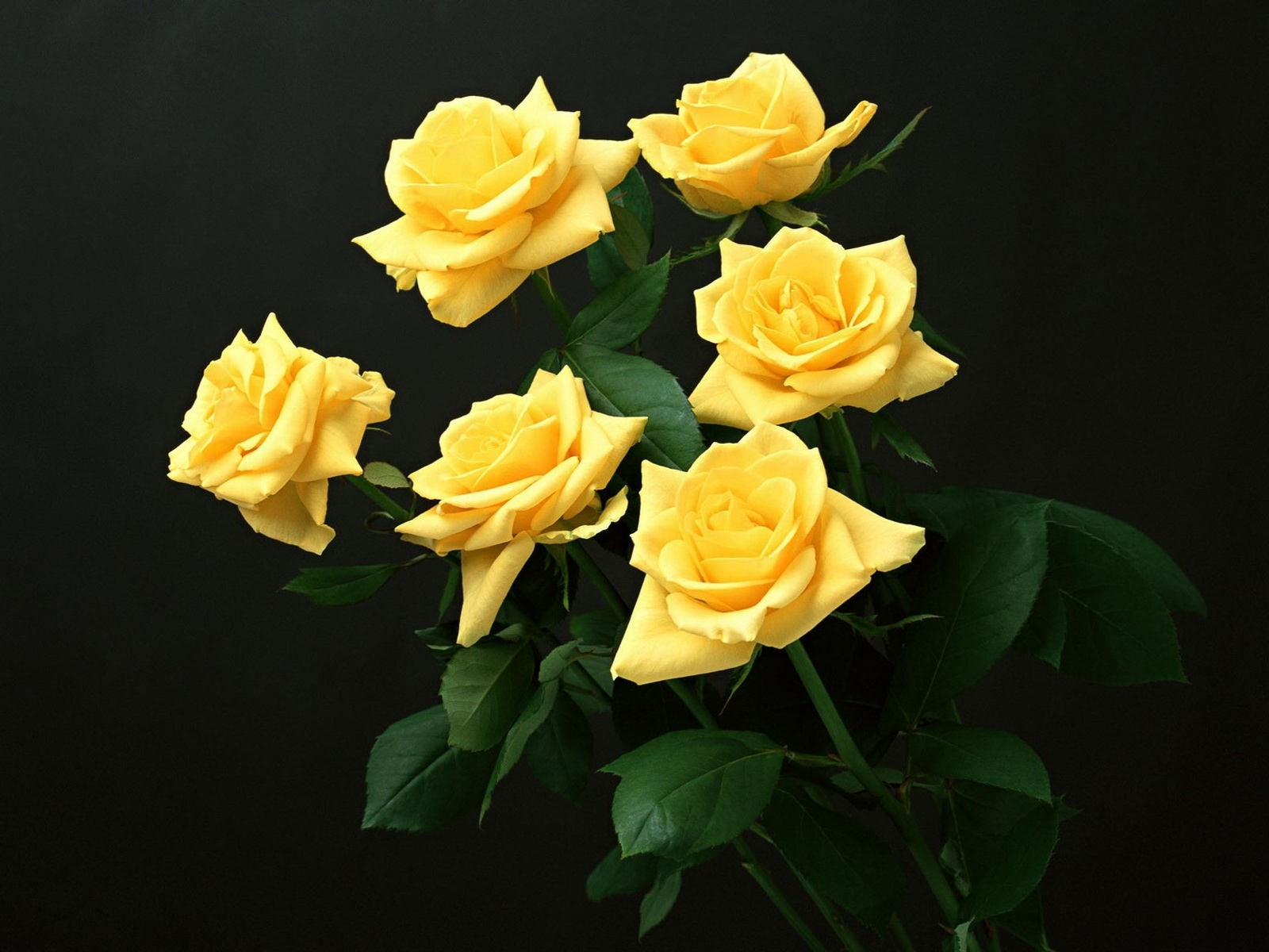 yellow roses on black background