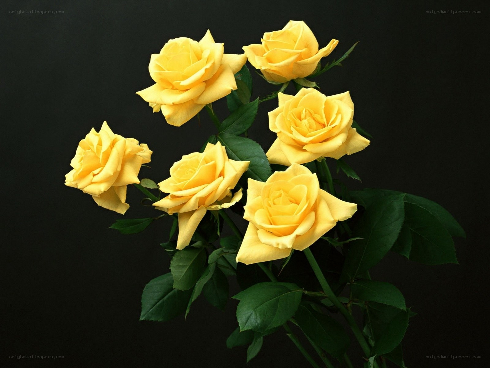 yellow roses on black background