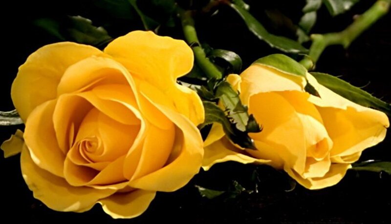 Yellow Roses on Black — Dramatic