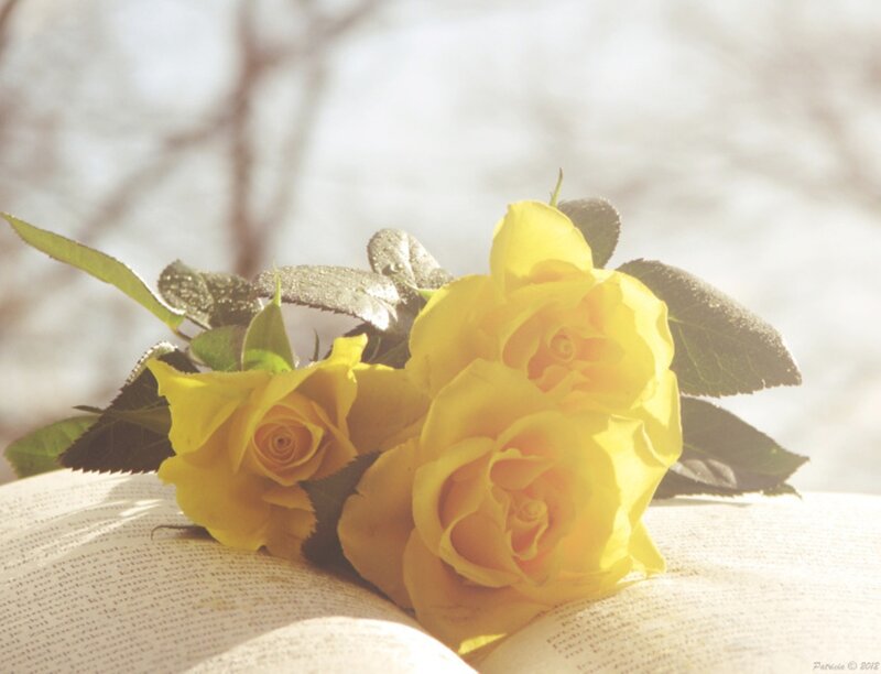 Yellow Roses on Book — Serene