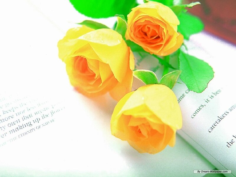 Yellow Roses on Book