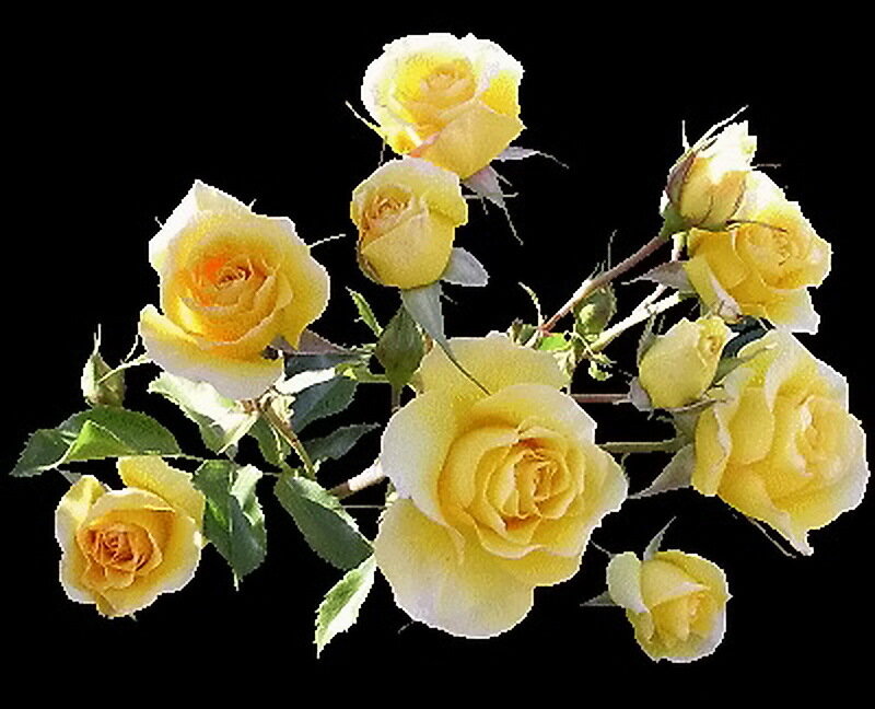 Yellow Roses on Branch