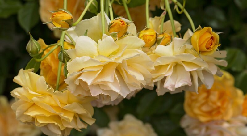 Yellow Roses on Bush — Calm, Afternoon, Photograph, Buds