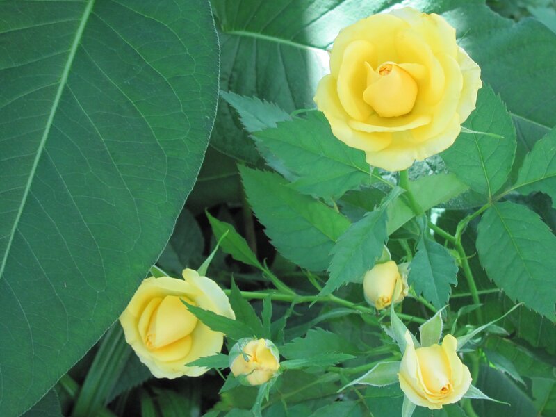 Yellow Roses on Bush — Calm, Afternoon