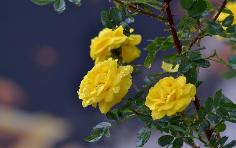 Yellow Roses on Bush — Calm, Photograph