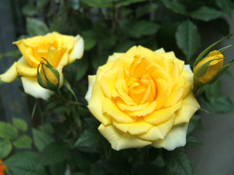 Yellow Roses on Bush — Calm