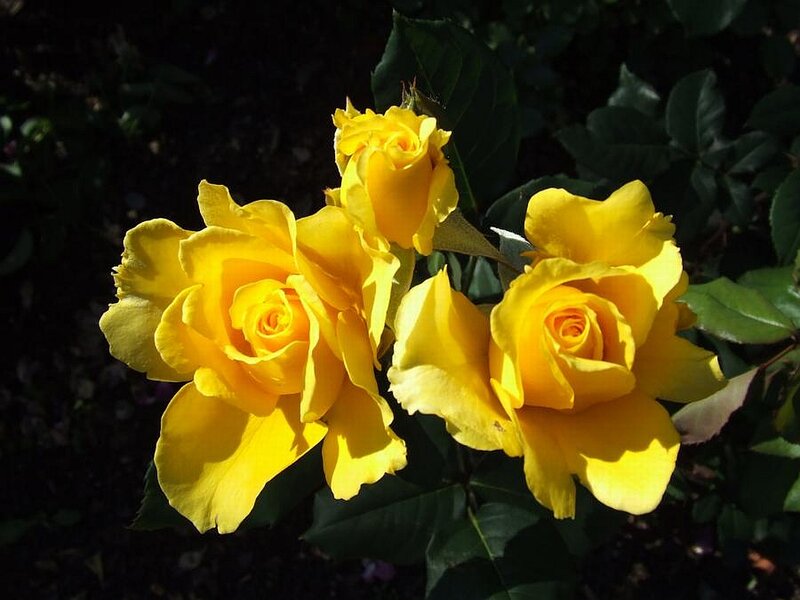 Yellow Roses on Bush — Dramatic, Afternoon