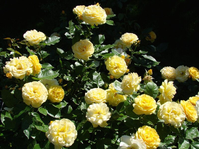 Yellow Roses on Bush — Dramatic