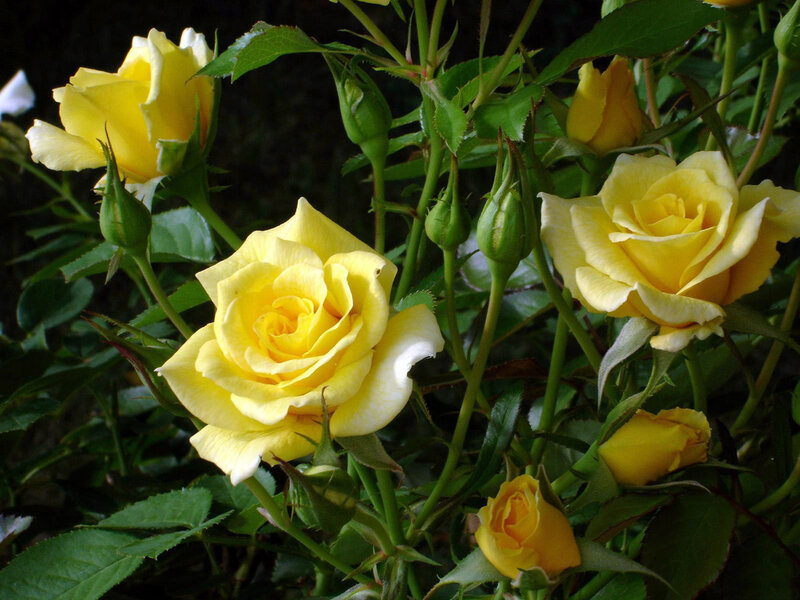 Yellow Roses on Bush — Natural