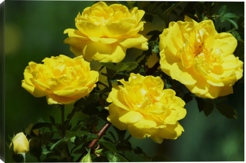 Yellow Roses on Bush — Serene, Afternoon
