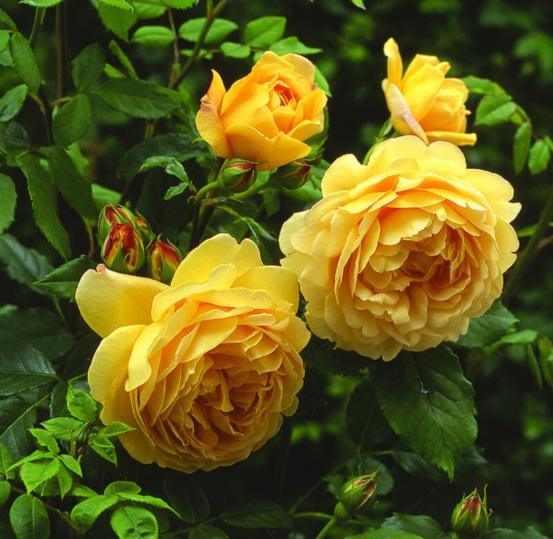 Yellow Roses on Bush — Serene, Summer
