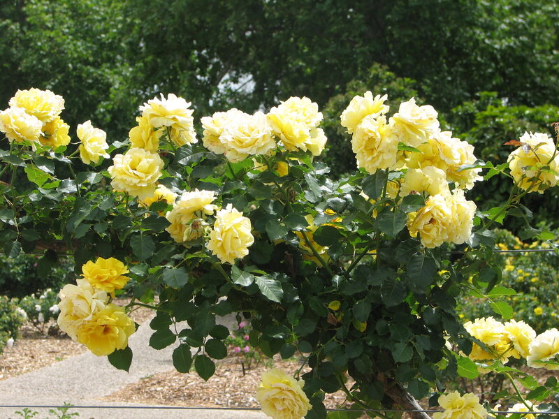 Yellow Roses on Bush — Serene