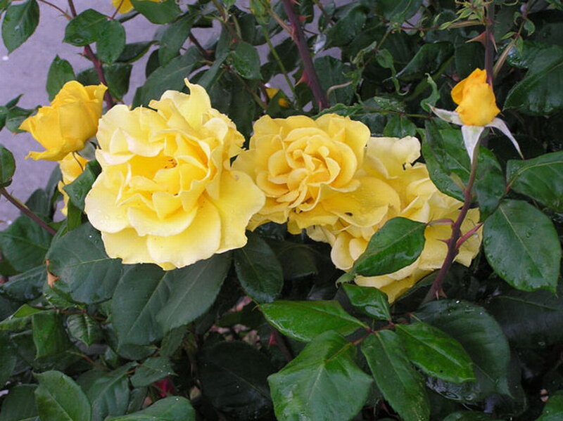 Yellow Roses on Bush