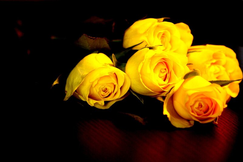 Yellow Roses on Dark Surface — Dramatic, Photograph
