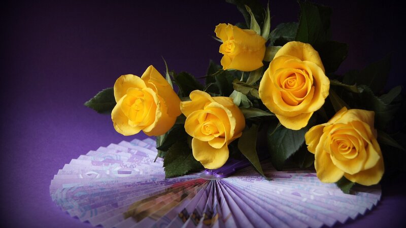 Yellow Roses on Fan — Dramatic