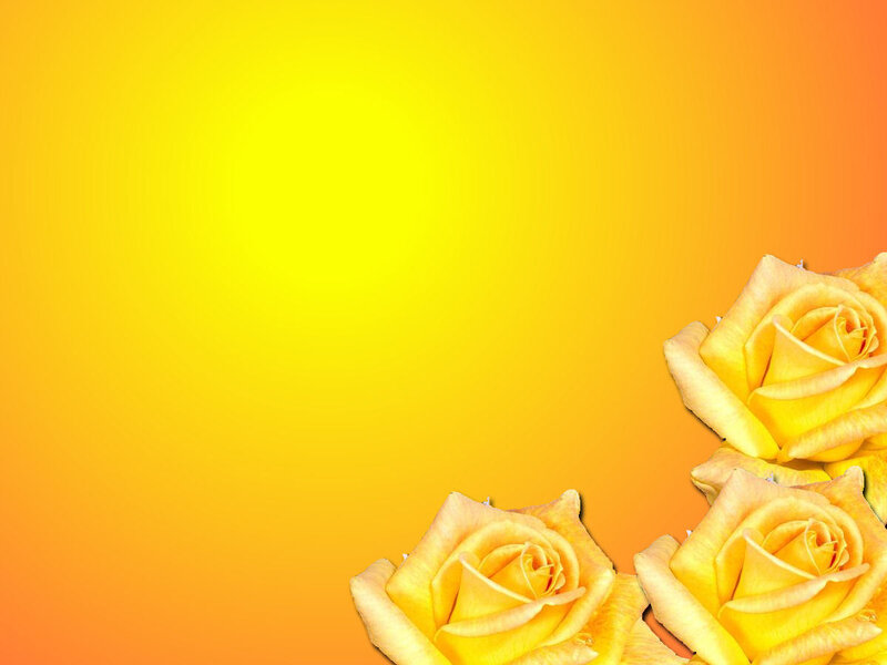 yellow roses on gradient background