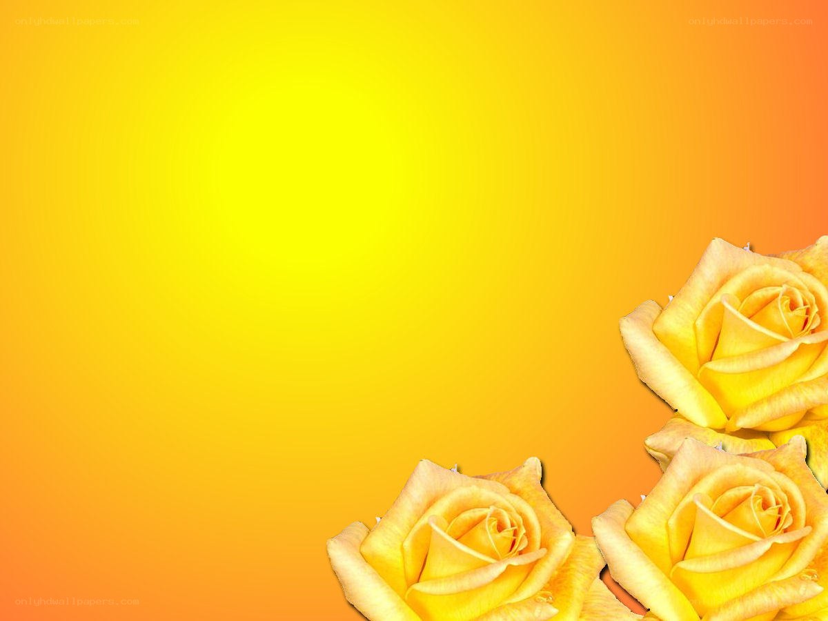 yellow roses on gradient background