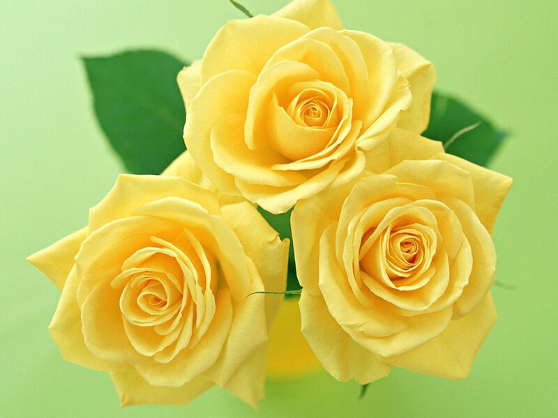 yellow roses on green background
