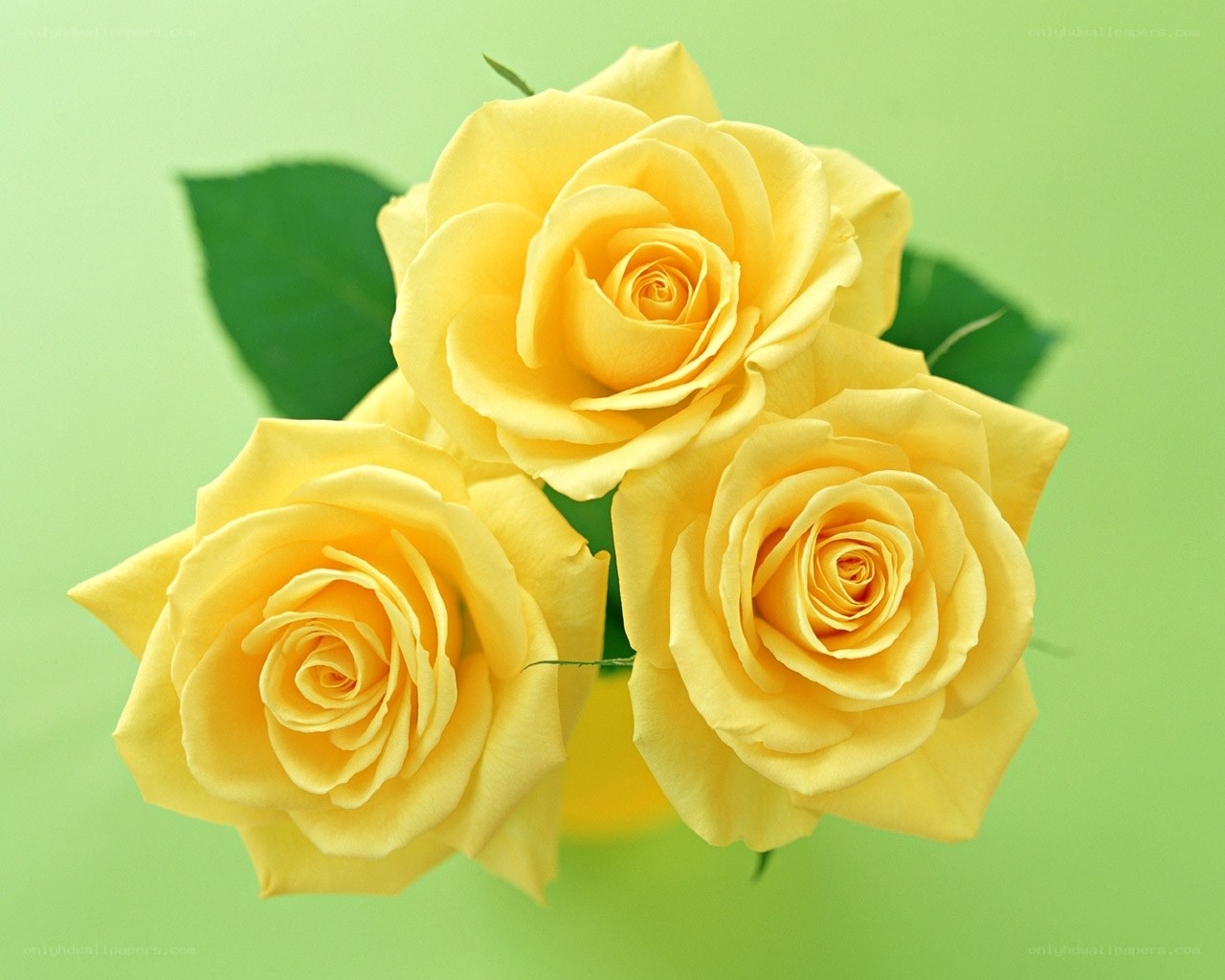 Yellow roses on green background