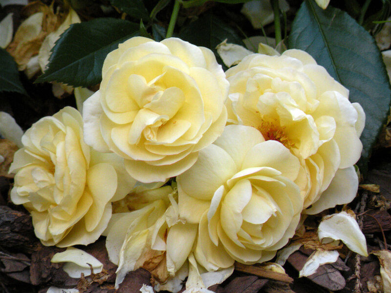 Yellow Roses on Ground