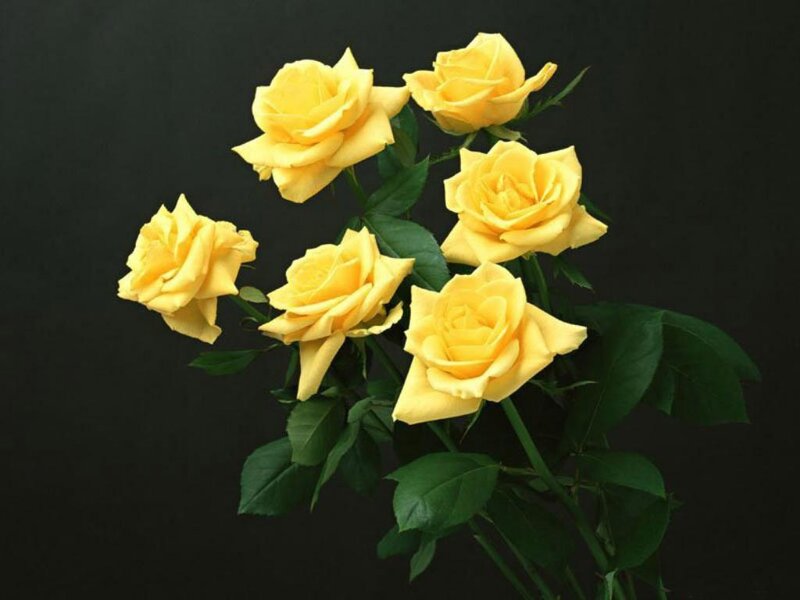 Yellow Roses on Stems — Calm, Photograph