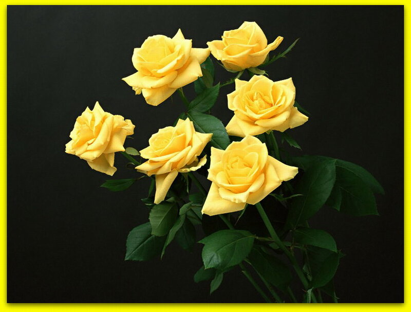 Yellow Roses on Stems — Calm
