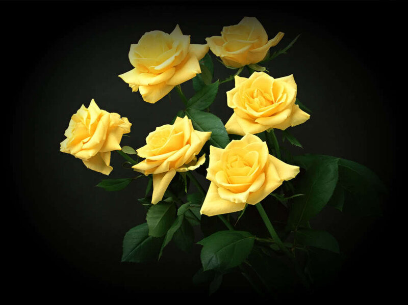 Yellow Roses on Stems