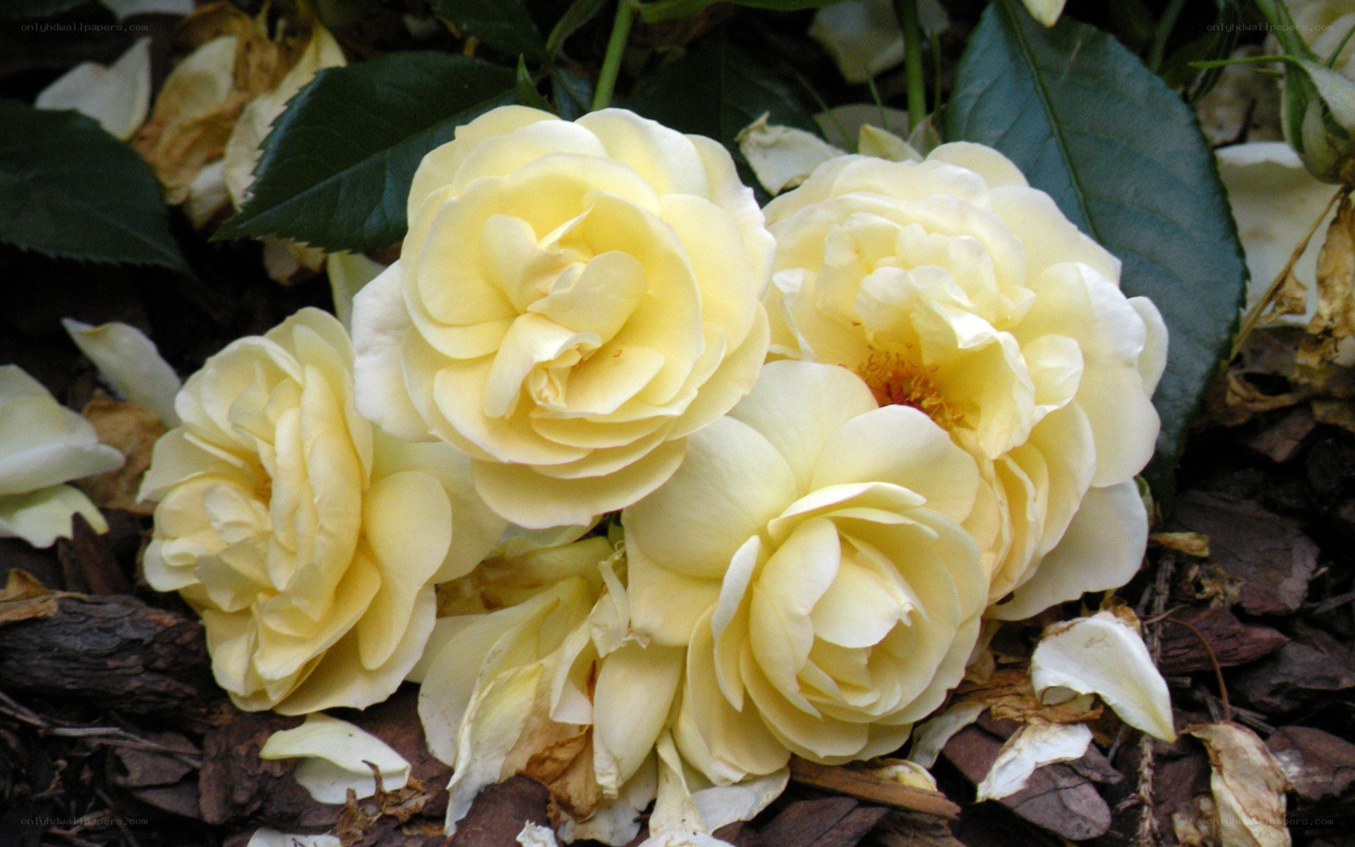 yellow roses on the ground