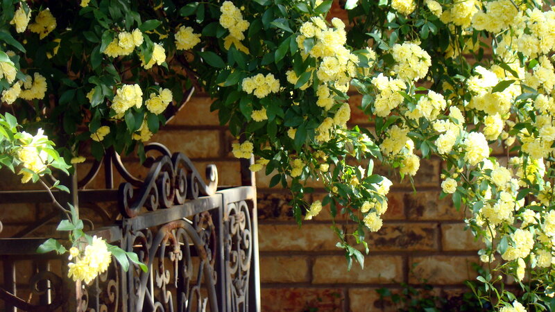Yellow Roses on Trellis — Serene