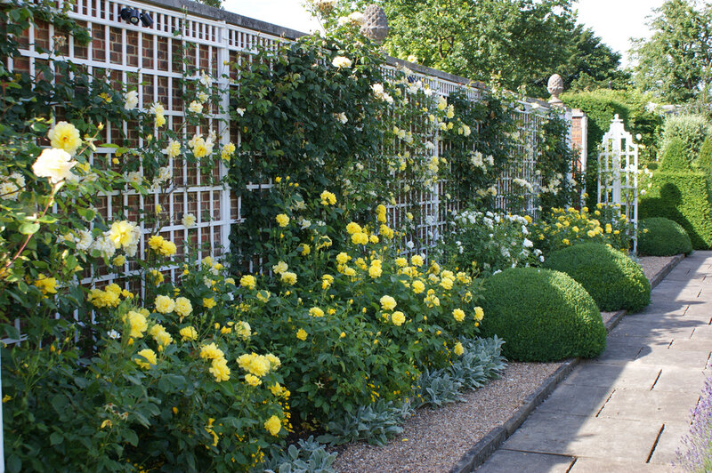 Yellow Roses on Trellis