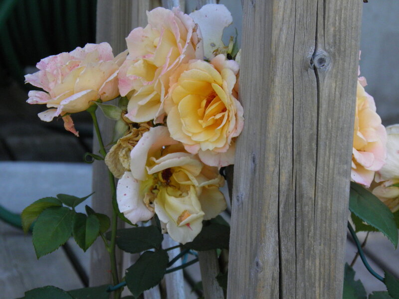 Yellow Roses on Vine